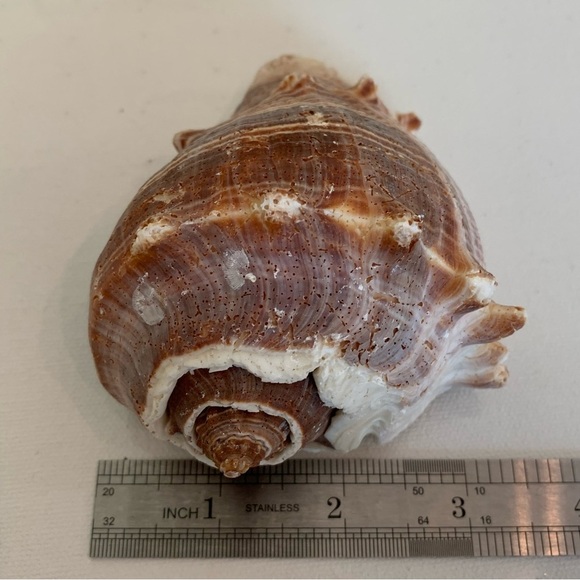 Striped Florida King Crown Conch Shell Melongena Corona Brown White Seashells 4" - Picture 12 of 12